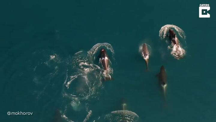 Hipnotizante: el espectacular momento en que una familia de orcas sale a cazar