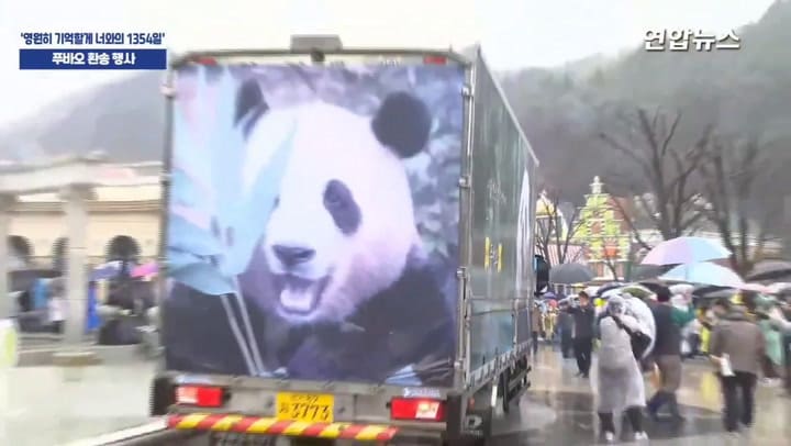 En fotos, así fue la emotiva despedida del famoso panda Fu Bao en Corea del Sur