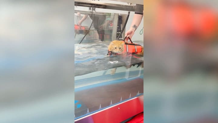 La Historia De Moisés, Un Gato Que Sufre De Obesidad Y Para Bajar De Peso Lo Hacen Nadar - Infobae