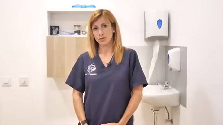 ¿Por qué mi perro vomita amarillo?