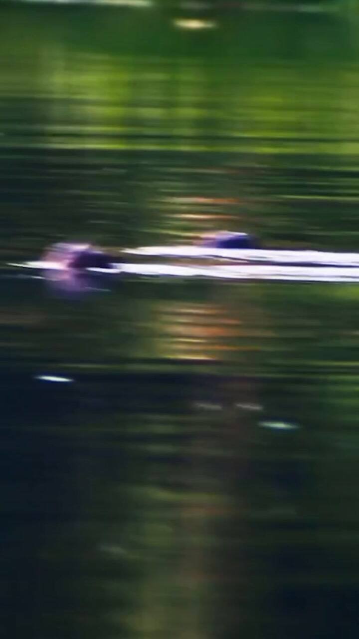 La Nutria Más Grande Del Mundo Está En Peligro De Extinción. Este Animal Vive En Zonas Inaccesibles Del Amazonas, Tiene Una Apariencia Intimidante, Pero Pertenece A Una Especie Que Se Caracteriza Por Su Tranquil