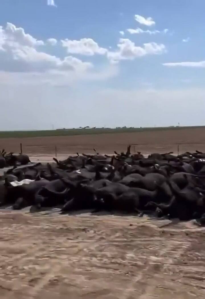 Mueren presuntamente decenas de bovinos por el calor en Estados Unidos