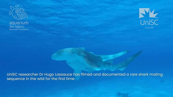 El impresionante video de los tiburones nadando juntos