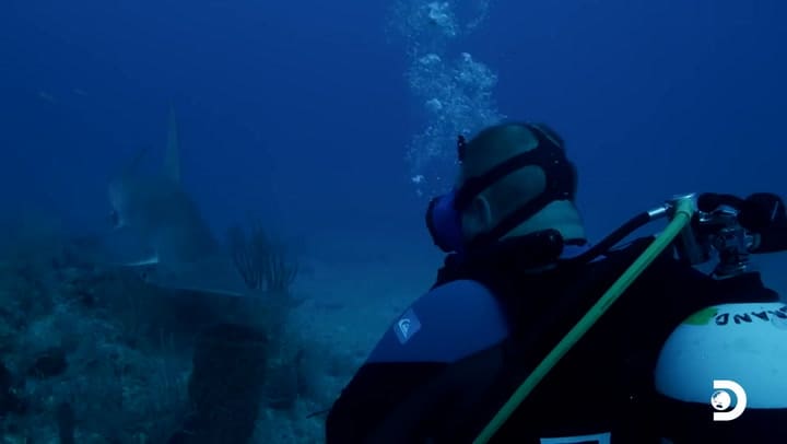 El errático comportamiento de los tiburones que muestra Cocaine Sharks