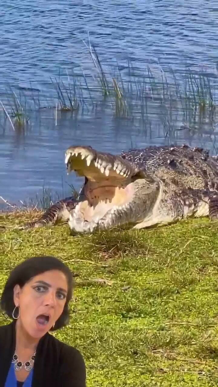 La aficionada de la vida silvestre mostró al temible cocodrilo conocido como 'Croczilla'