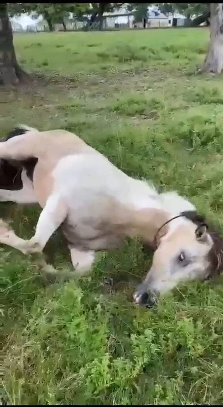 Así afecta el temible virus equino