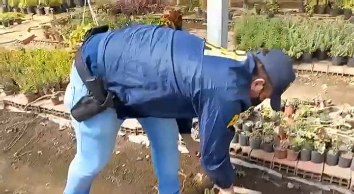 Secuestraron cactus alucinógenos