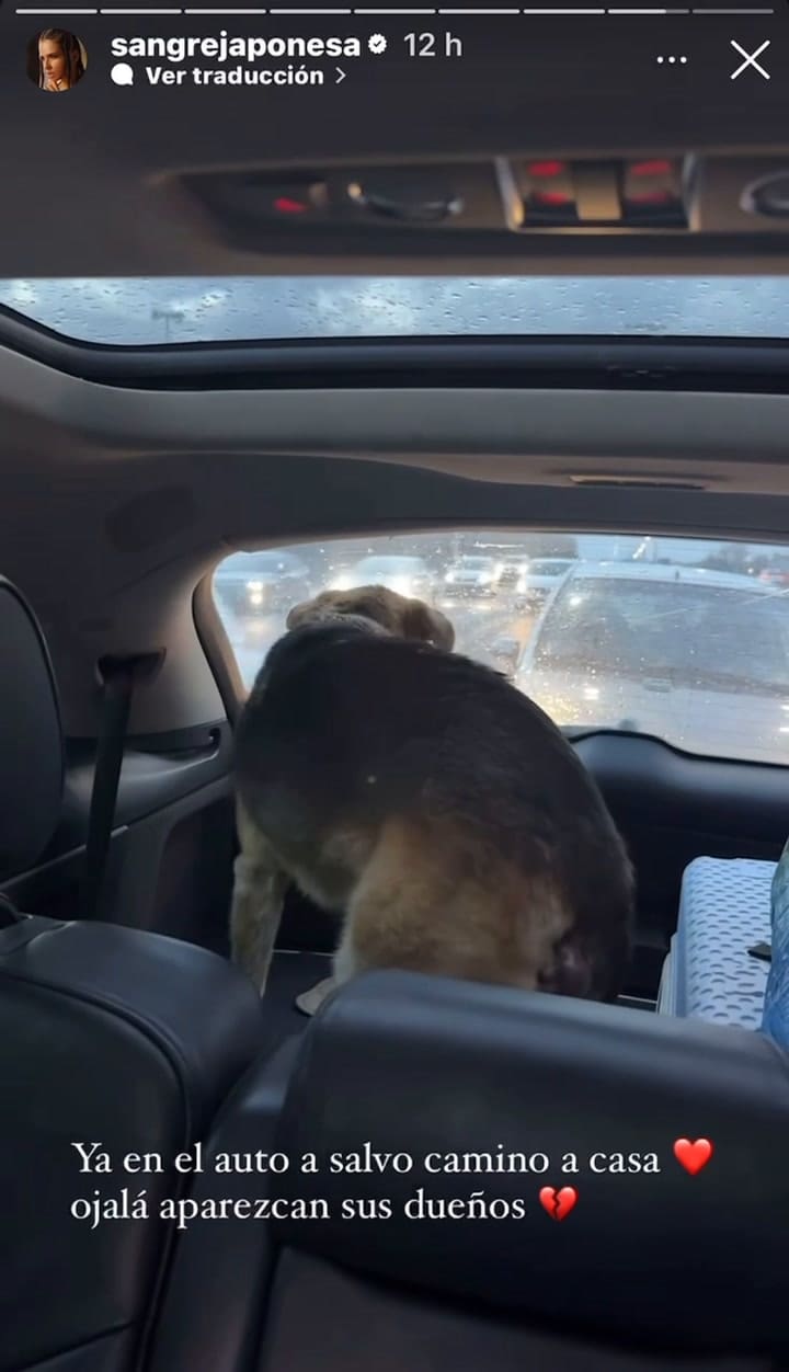 El momento en el que la China Suárez rescató a un perro en Panamericana