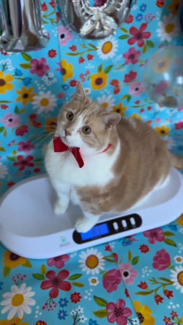 El video del pesaje del gato de TikTok que se hizo viral