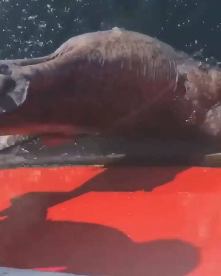 Le cortaron la cola a un tiburón vivo solo por diversión - Fuente: Instagram