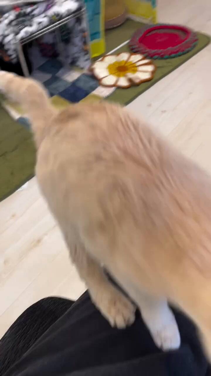 Qnote la empresa que revolucionó el mundo laboral en Japón con la incorporación de gatos