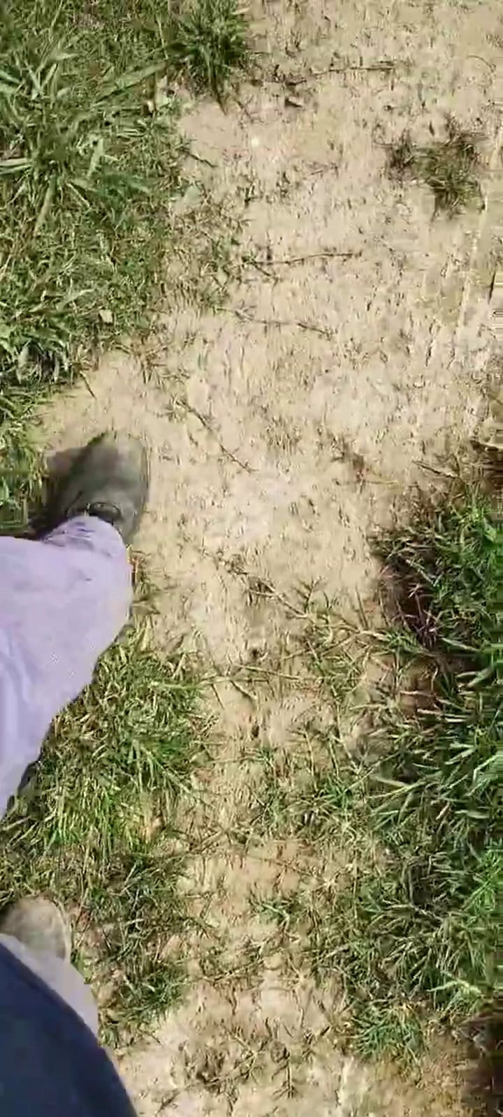 Invasión de mosquitos en San Fernando y Tigre