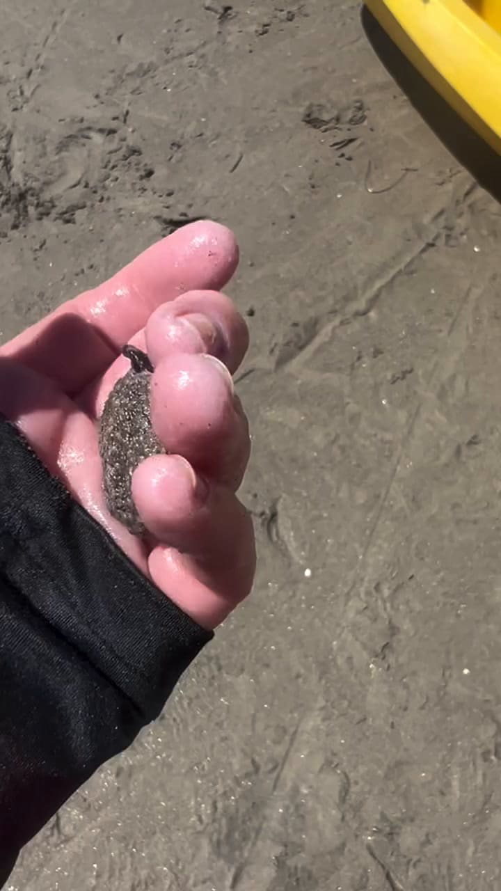 Aloha Tours se encargó de dar a conocer detalles sobre la especie marina