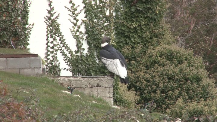 Cóndor en Parque Nahuel Huapi