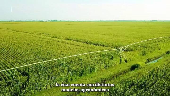 Cómo lograr más productividad y hacer rendir mejor un cultivo de alta inversión