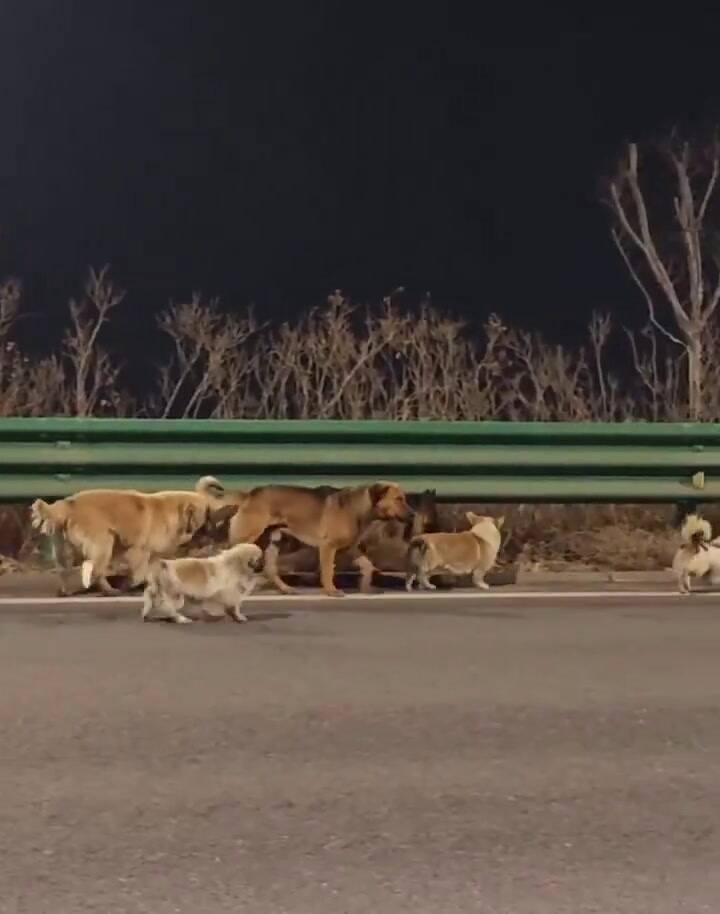 El corgi fue el primero en llegar y lideró al grupo durante el recorrido.
