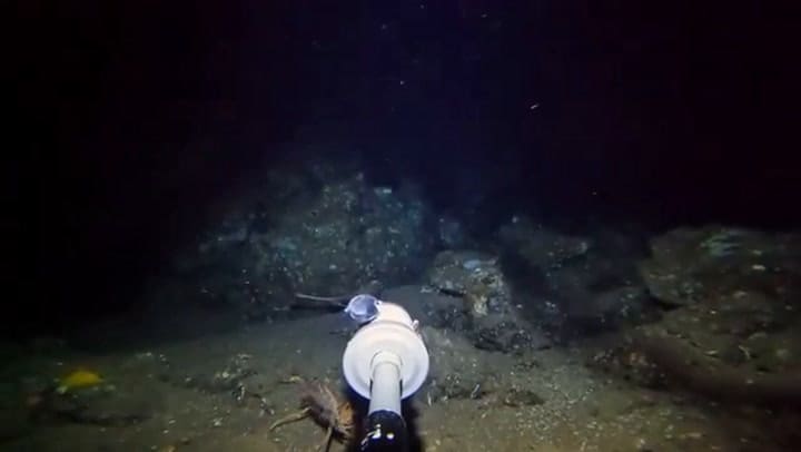 El increíble hallazgo de un pez desconocido en Bali