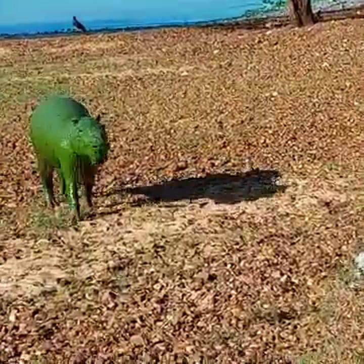 Carpinchos afectados por cianobacterias