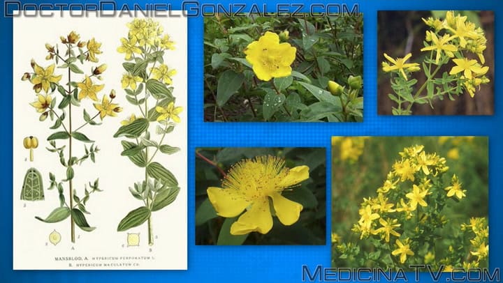 Las propiedades de la hierba de San Juan (YouTube: Doctor Daniel González)