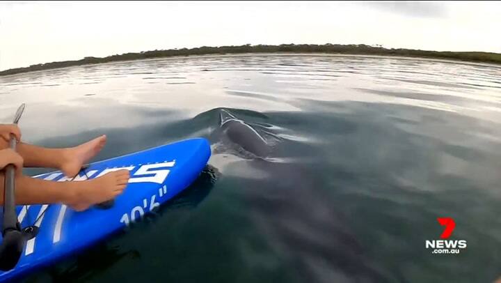 Unos jóvenes australianos vieron a una ballena franca pigmea