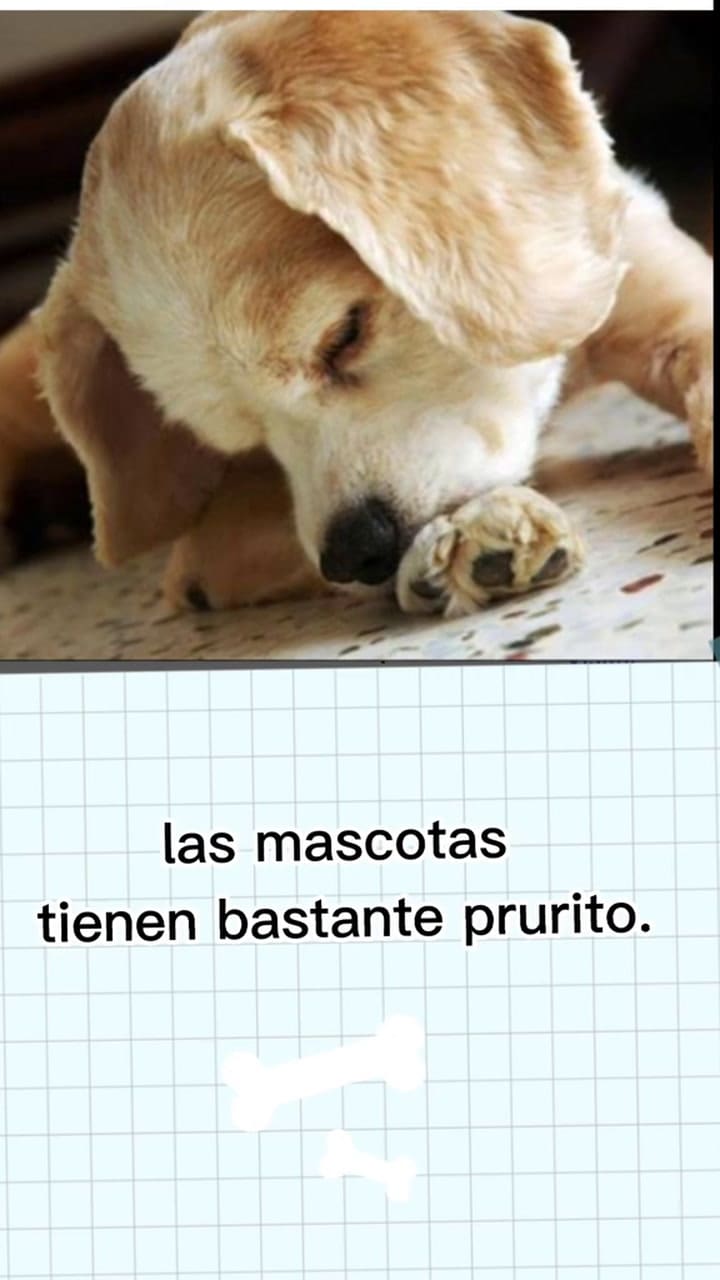 Veterinaria En Proceso 7265929392981839109