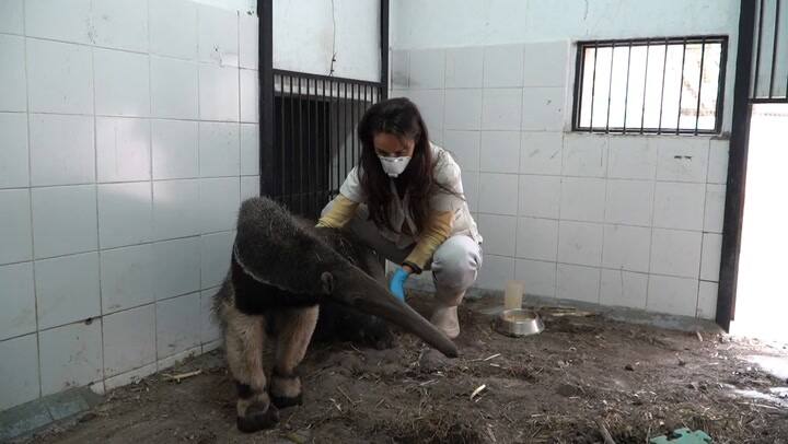 Sarah la osa hormiguero que luchó por su vida