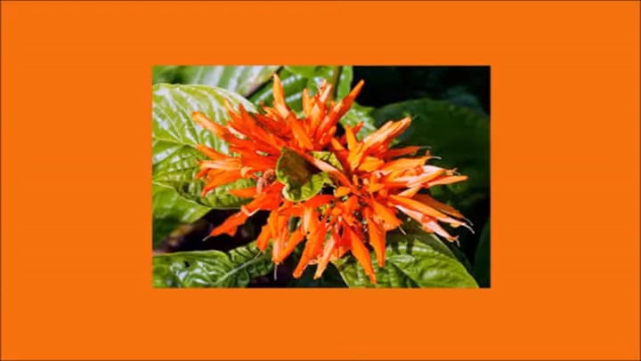 La planta medicinal que combate el malhumor, la ansiedad y la depresión