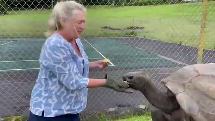 Los cuidadores de Jonathan muestran que la tortuga se encuentra viva