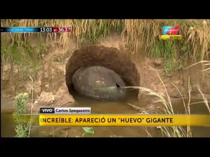 Encuentran un caparazón gigante que podría ser de un gliptodonte en Ezeiza