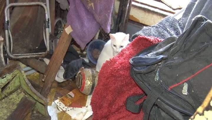 Allanamiento por maltrato animal en Villa Crespo