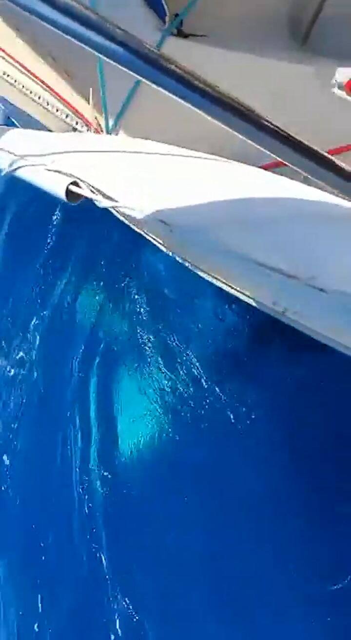 El momento en el que un grupo de orcas embistió a un velero