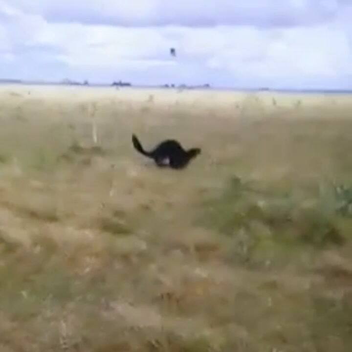 Avistaron una nutria gigante que llegó de El Impenetrable hasta la provincia de Buenos Aires