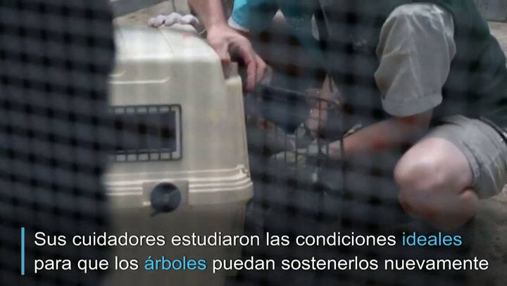 Koalas salvados de voraces incendios vuelven a la vida silvestre - Fuente: AFP