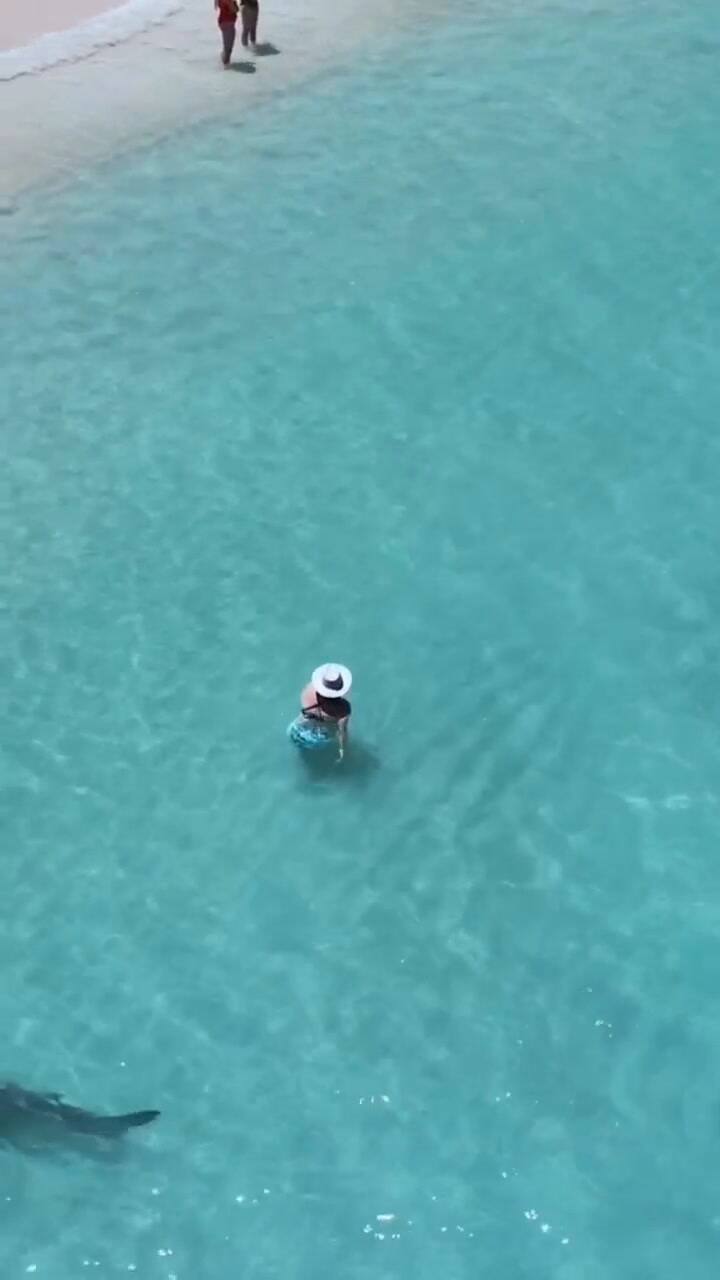 Un fotógrafo captó el momento en el que un tiburón tigre se aproxima a una mujer