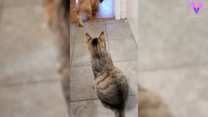 Cachorrito busca a un perro más grande para que lo ayude a defenderse de un gato
