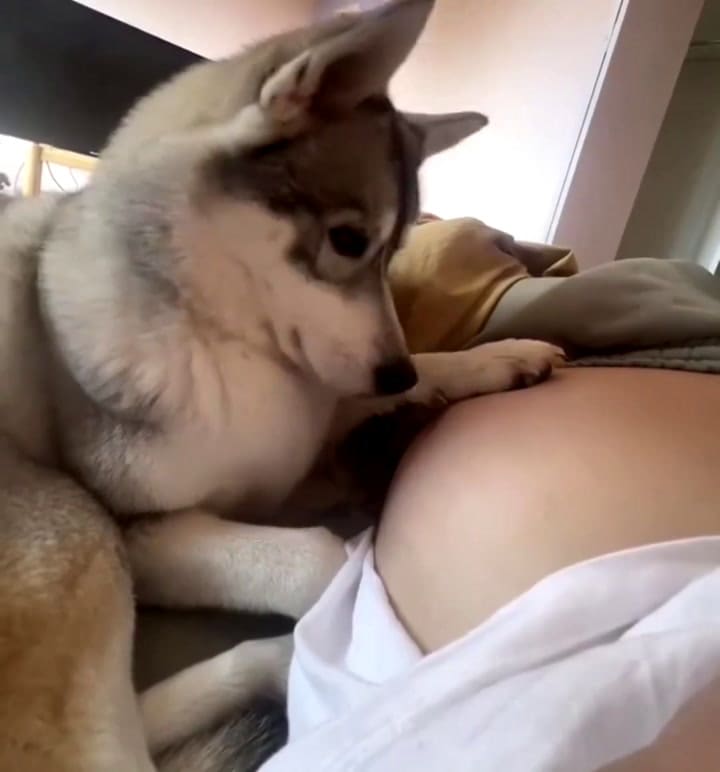 El conmovedor video de un perro al enterarse que su dueña está embarazada