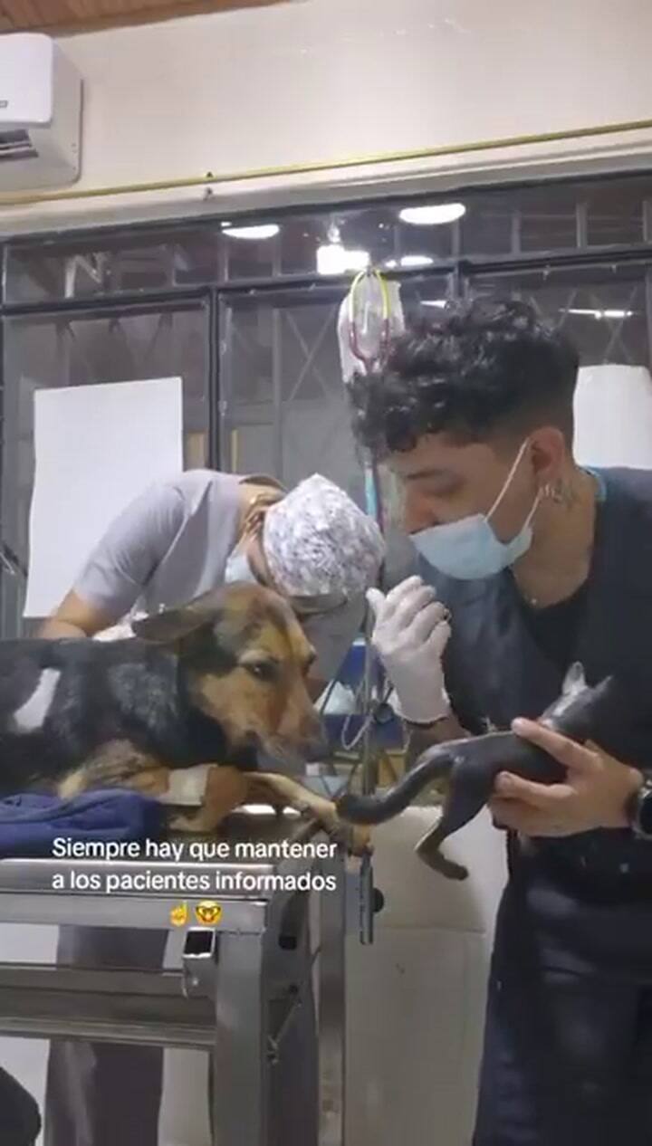 El tierno video de un veterinario con su paciente