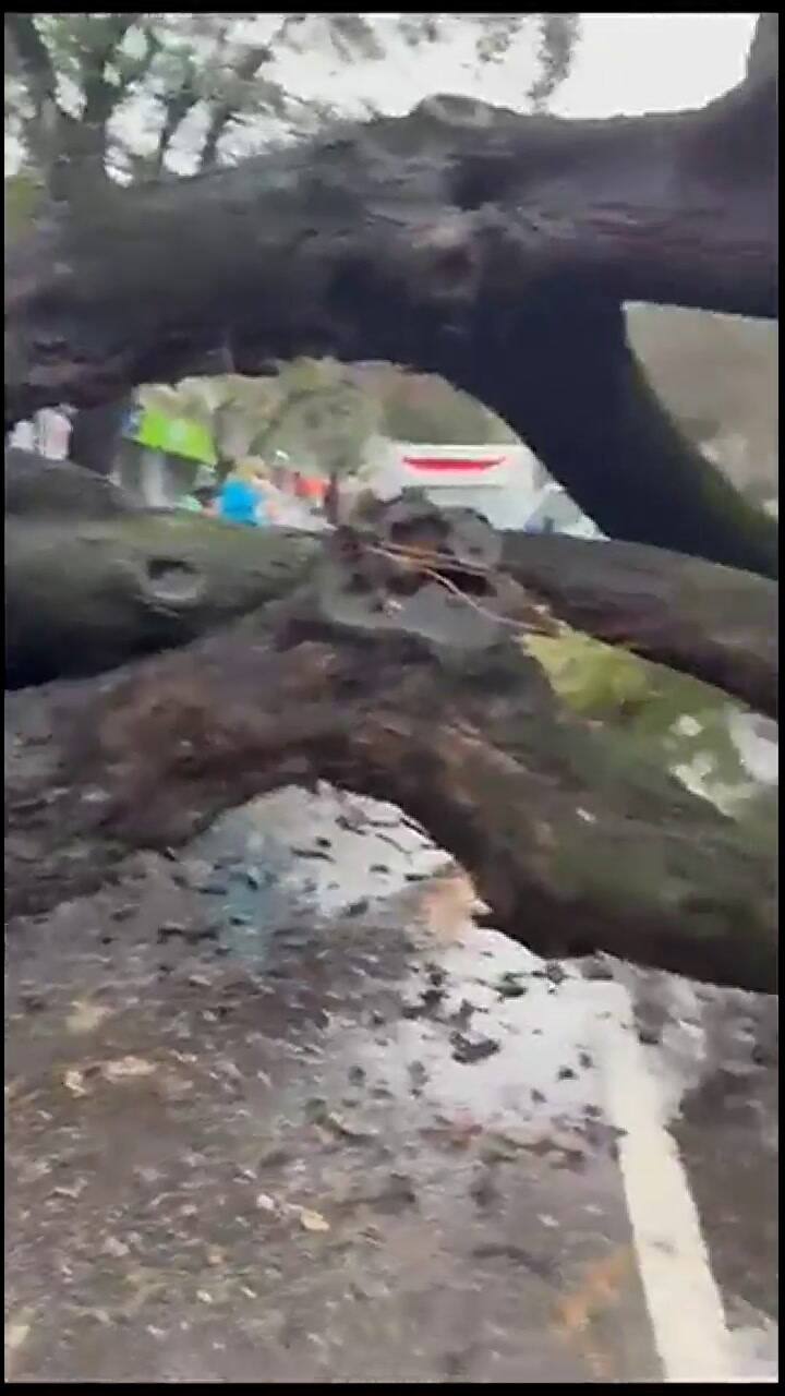 Chacarita: un árbol se cayó por el temporal y destrozó una auto en Forest y Olleros