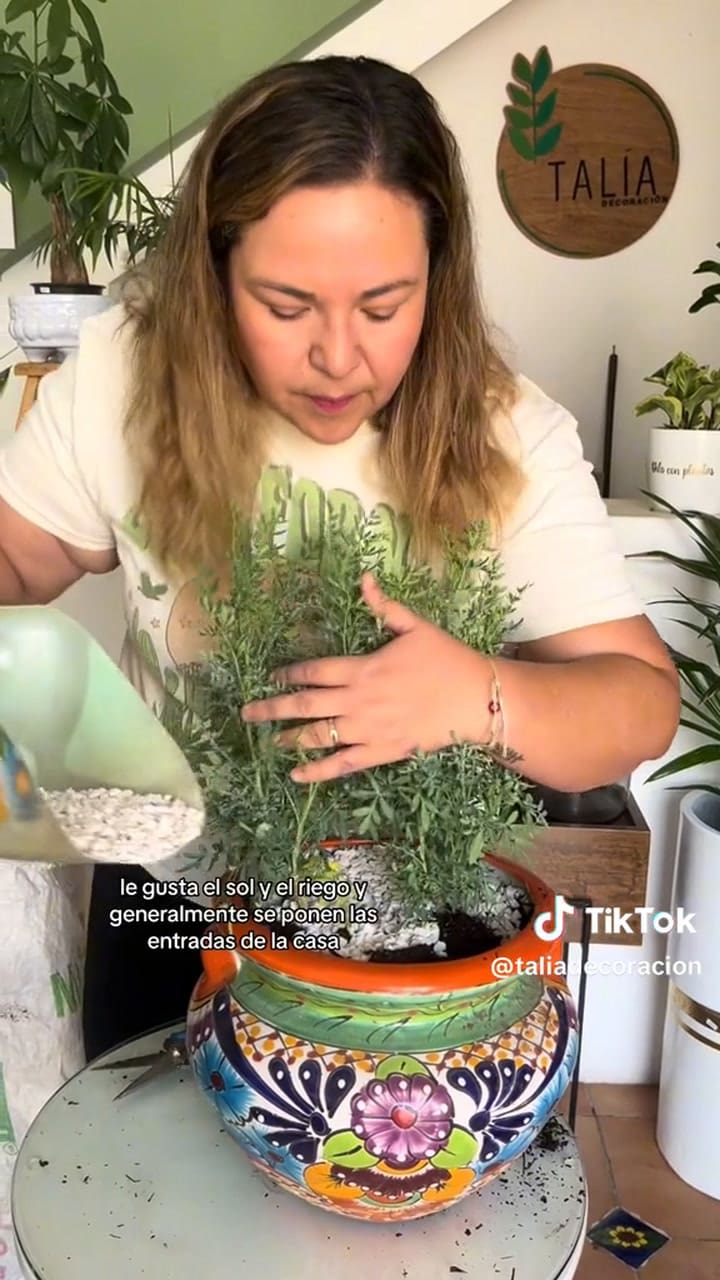 Para qué sirve la ruda en casa