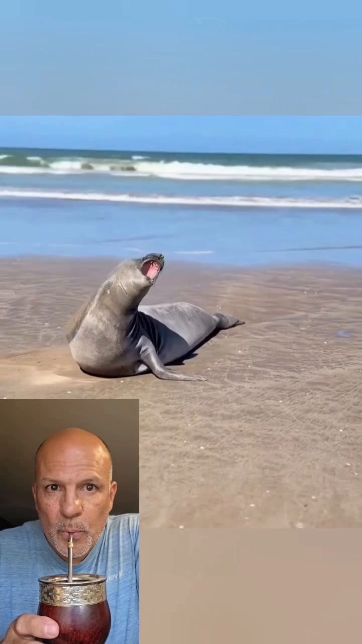 Un especialista explicó por qué no hay que tocar a la fauna marina