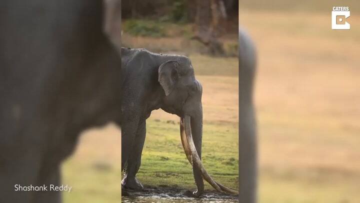 Descubren los más colmillos más grandes del mundo en un elefante asiático