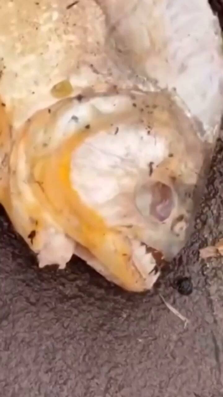 Se encontraron pirañas en las inundaciones de Porto Alegre