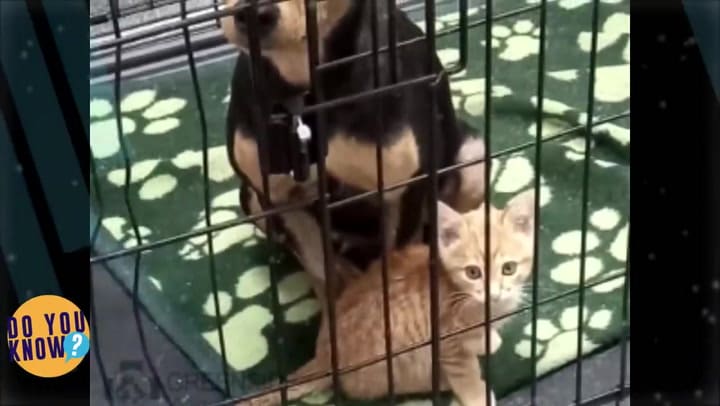 La emotiva historia de un perro y un gato que aprendieron a convivir