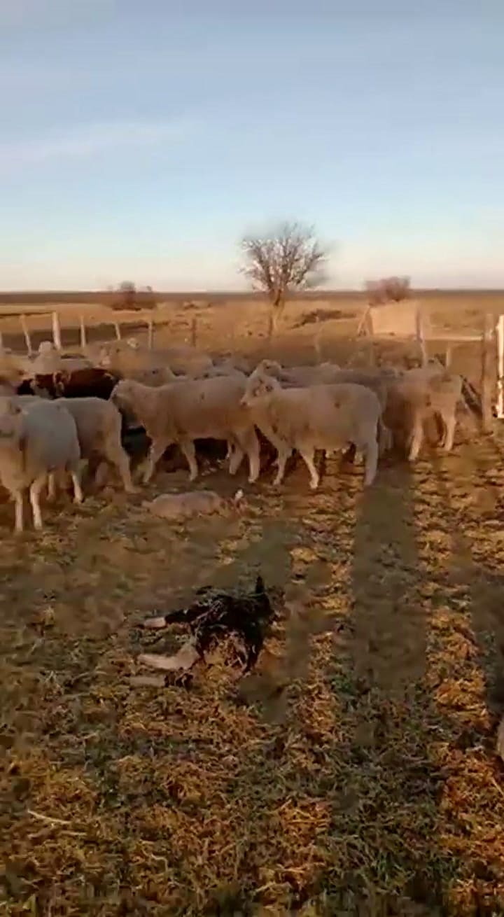 Un puma mató 39 corderos en Río Negro (imágenes sensibles)