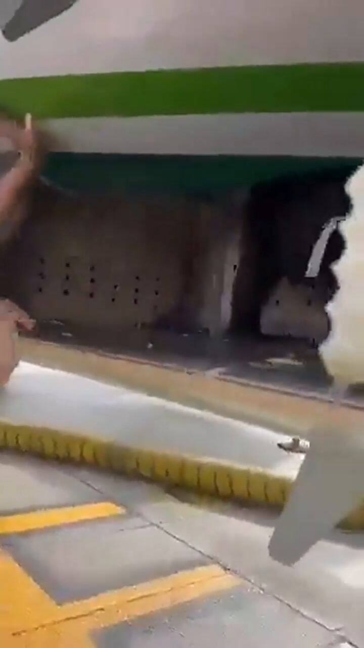 El oso que captó la atención de todos