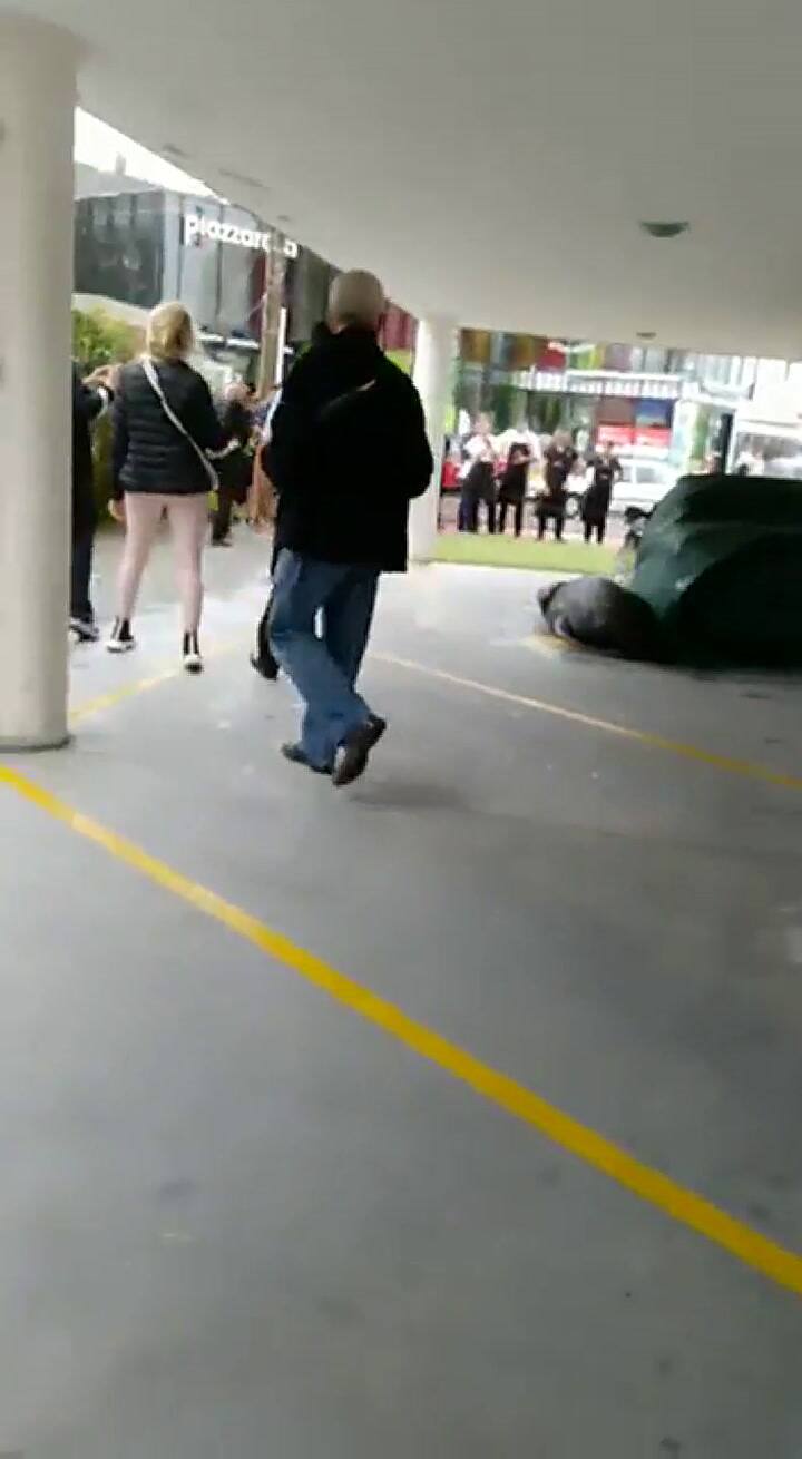 Una foca se subió a un auto en Punta del Este