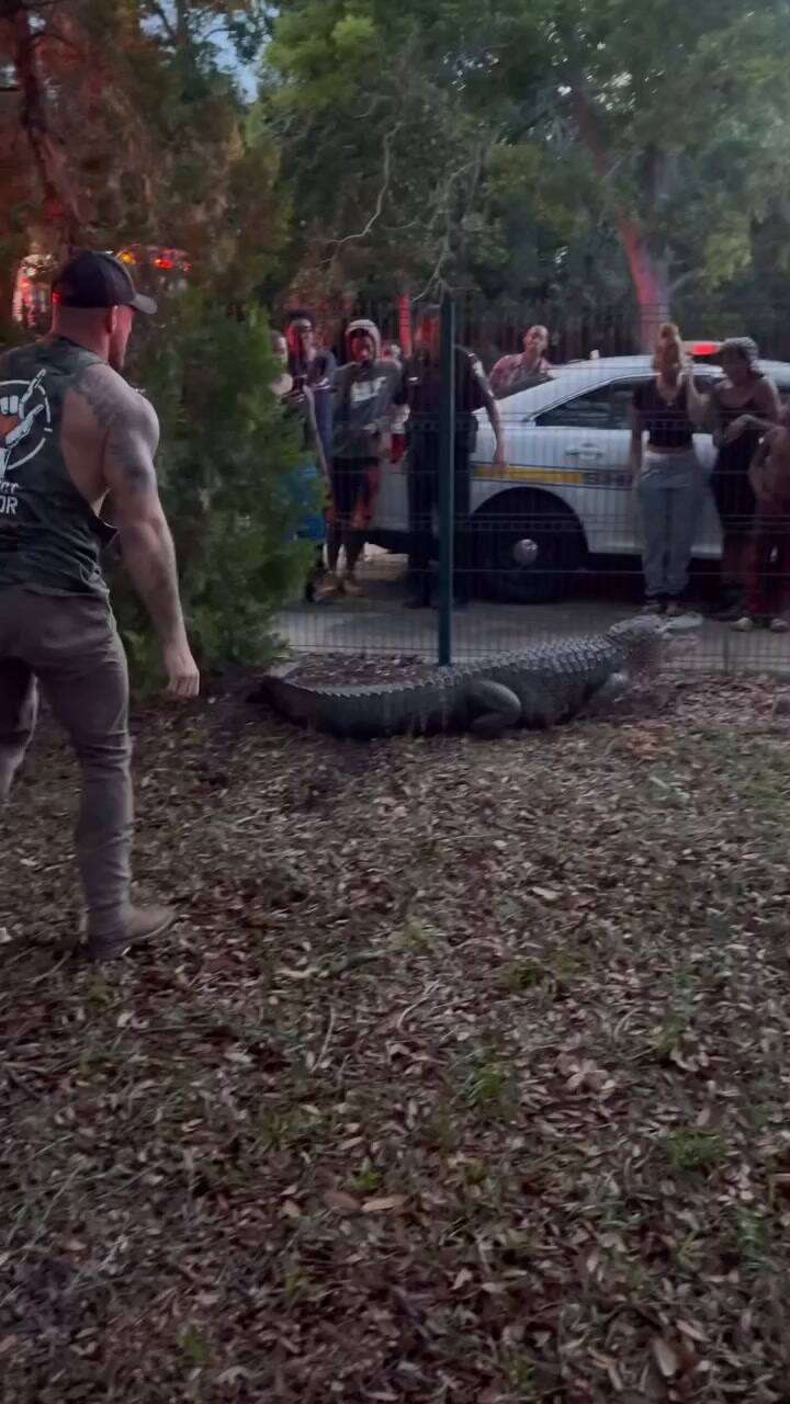 Florida Man Removes 10ft Alligator From Elementary School! #Projectsavioroutdoors #Alligator #Trapper #Viral #Fyp #Floridaman