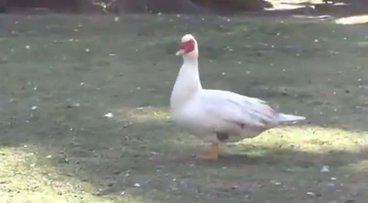 Tras la polémica, el intendente de Pehuajó adoptó un carpincho