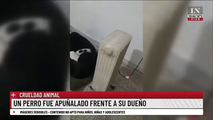 Un perro fue apuñalado frente a su dueño; la mascota murió a raíz de las heridas