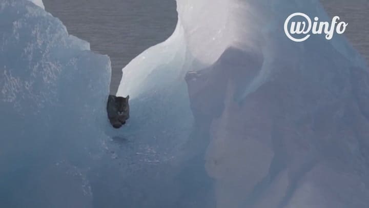 Un puma sobre un témpano de glaciar en el Parque Nacional Los Glaciares